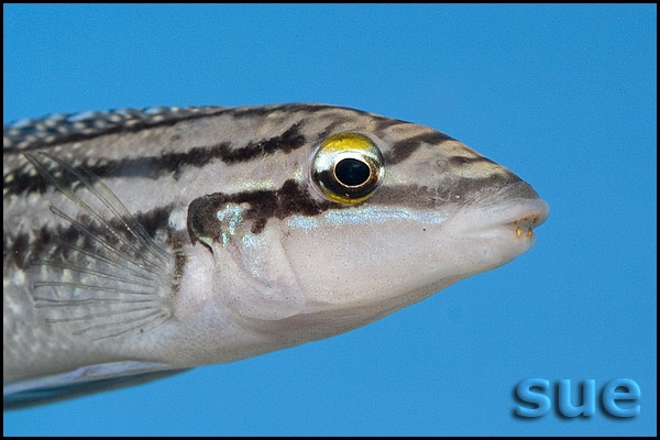 Julidochromis dickfeldi 'Cape Chipimbi'